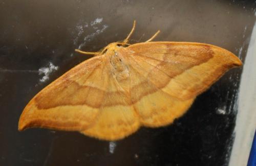 Watsonalla cultraria